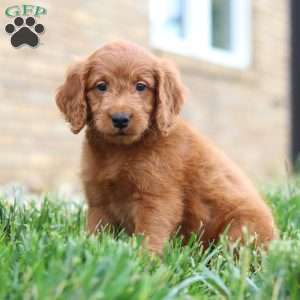 Fabian, Mini Goldendoodle Puppy
